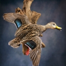 Hybrid Florida Mottled Duck